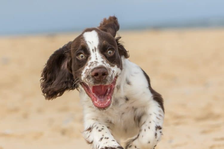 Dog with excited eyes and open mouth runs on beach