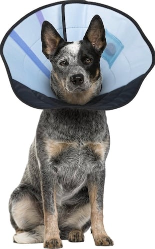 Calm Paws Dog Caring Collar