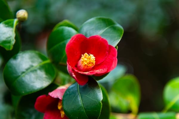 Camellia plant