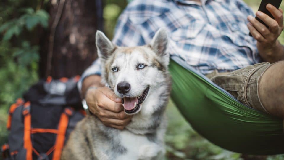 Husky sitting next to person in camping hammock outside with backpack in background