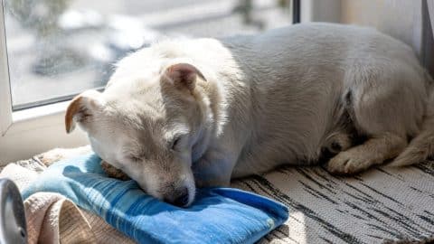 Older dog sleeps on cushion next to window