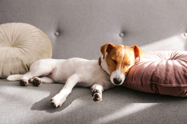 Small dog resting on cushions on sofa