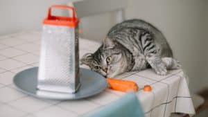 Curious cat sniffs carrot next to grater in kitchen