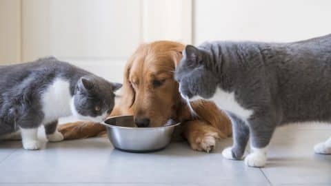 Golden Retriever dogs and two cats share food