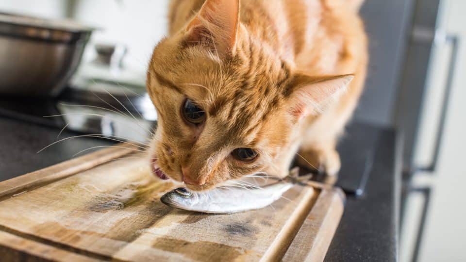 Cat taking a fish off the cutting board