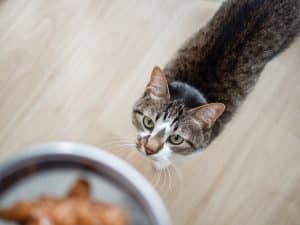 Cat looking up at plate of food