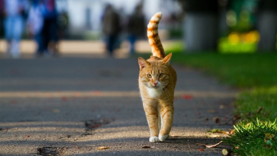 Outdoor orange cat walks toward camera