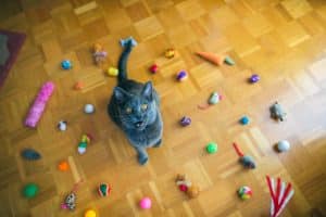 Cat sitting on floor surrounded by colorful toys