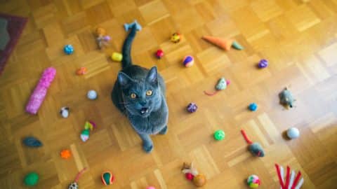 Cat sitting on floor surrounded by colorful toys