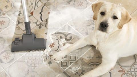Yellow lab sits in pile of flour while human mops floor