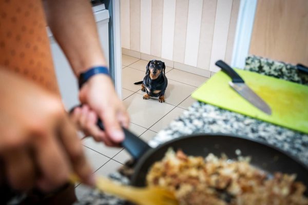 Dog watching person cook meat with onions