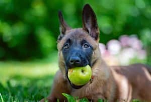 Dog sitting on grass with apple in mouth