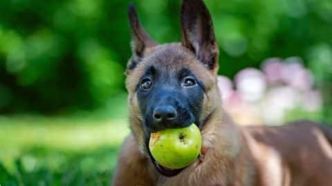 Dog sitting on grass with apple in mouth