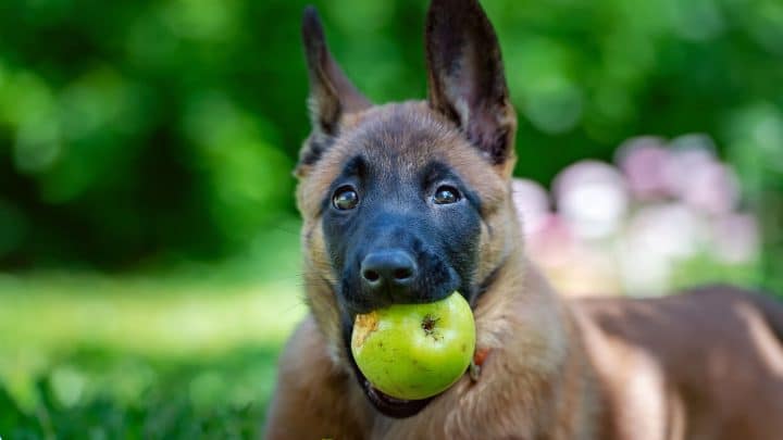 Picture of Can Dogs Have Apples?