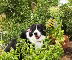 Dog sitting in basil garden