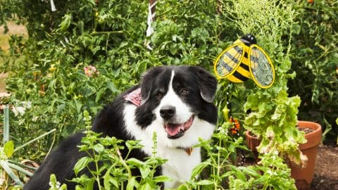 Dog sitting in basil garden