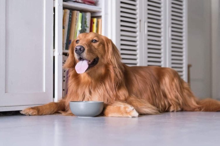 Retriever lying on floor licking lips in front of bowl