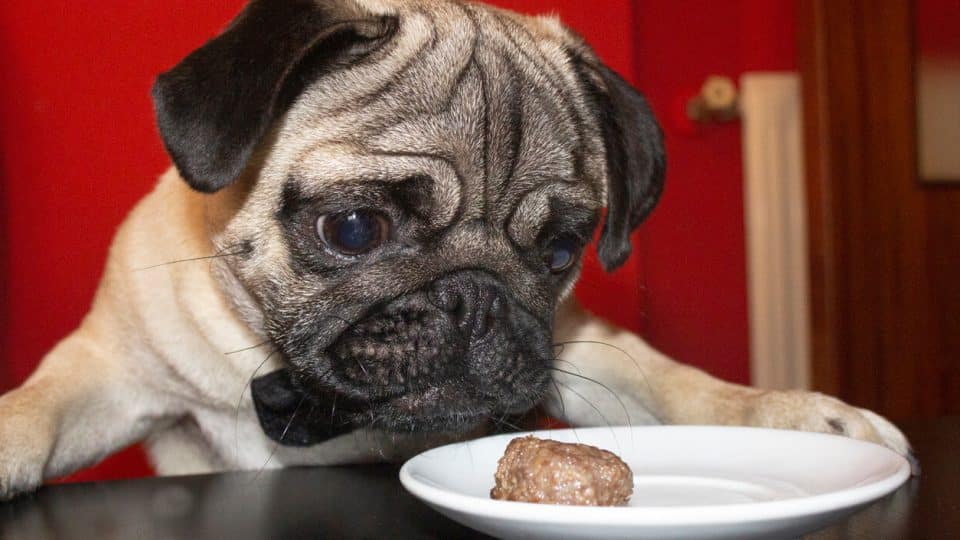 Pug looking at hamburger on plate