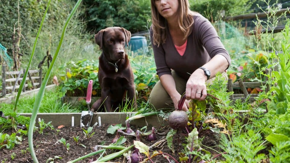 Person gardening and harvesting beets as her dog watches