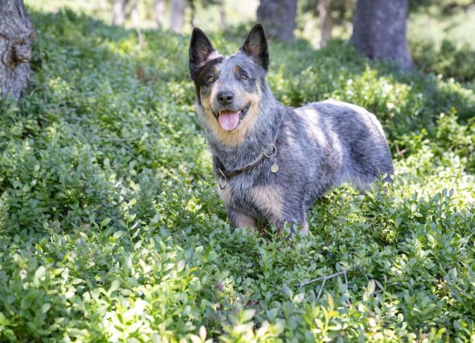 Cattle dog in blueberry patch