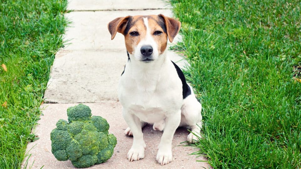 Brown and white dog sits on sidewalk next to head of broccoli