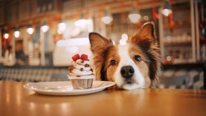 Can Dogs Eat Cake? Risks & Alternatives