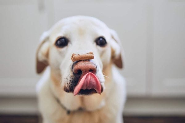 Dog balancing treat on nose