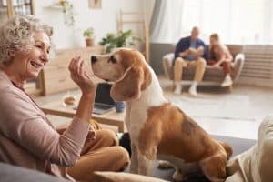 Person sitting on sofa gives Beagle a treat