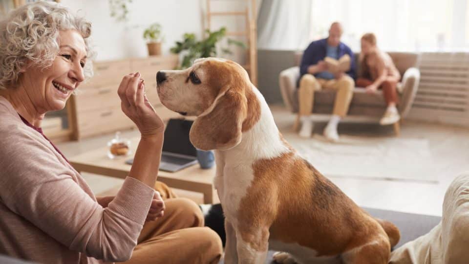 Person sitting on sofa gives Beagle a treat