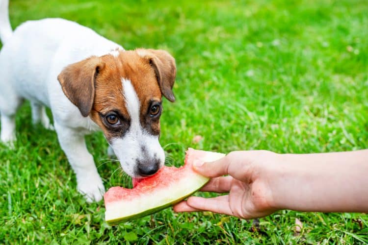Puppy eating watermelon