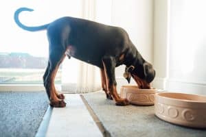 Dog eating food out of bowl