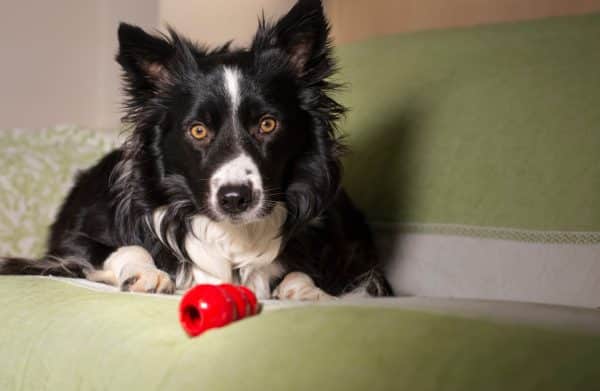 Dog sits on sofa with Kong treat toy