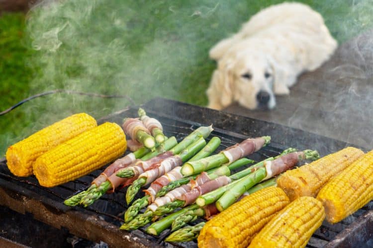 Dog sitting in grass looks up at corn on grill