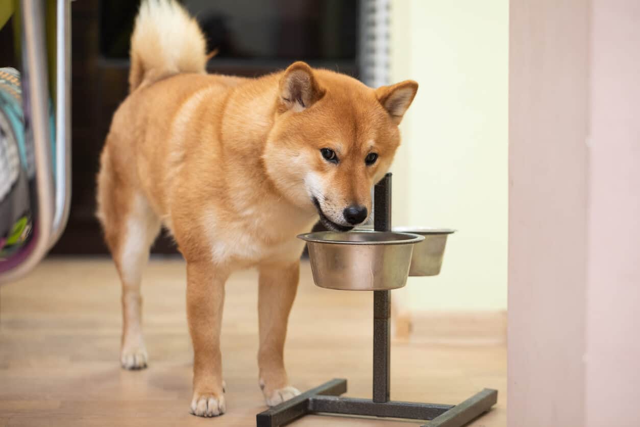 Dog eating out of metal food bowl
