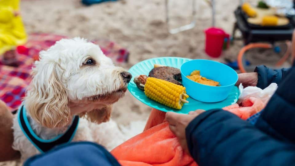 Dog sniffing plate with meat and corn