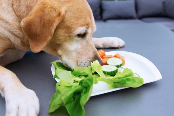 Dog sniffing cucumbers on plate
