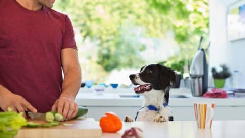 Dog watching person slice cucumber