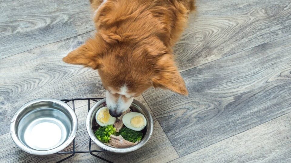 Dog eats anastas_hardboiled egg and broccoli