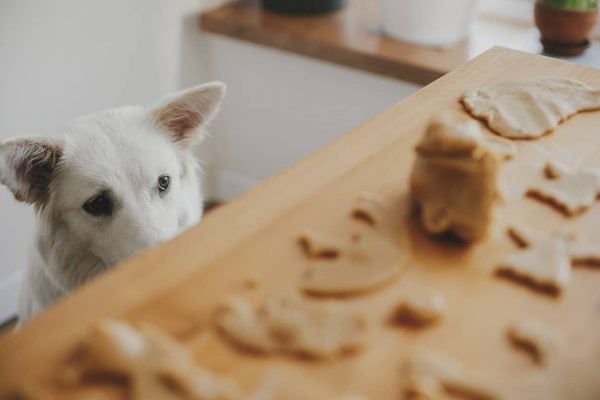 Dog watches person rolling out cookies