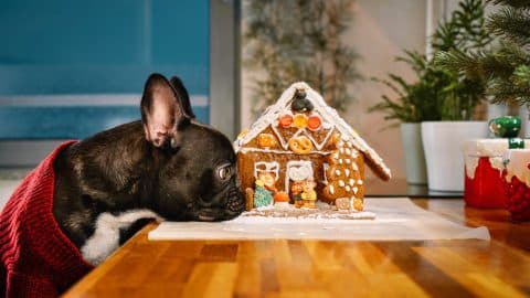 French Bulldog sniffs gingerbread house on table