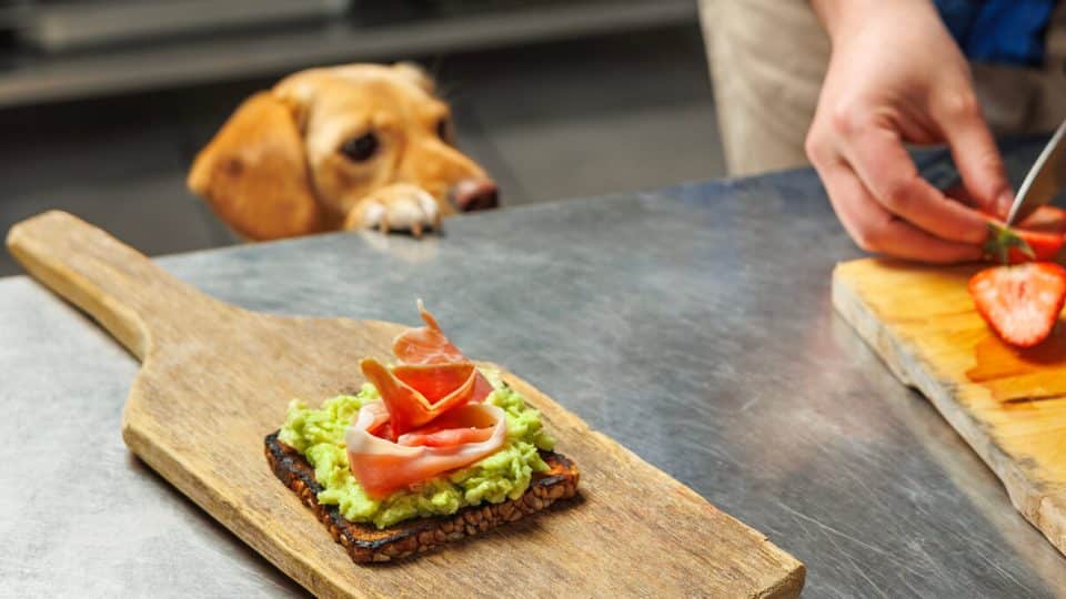 Dog eyeing ham on cutting board