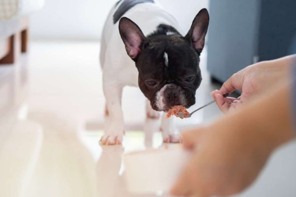 Feeding dog piece of meat on fork