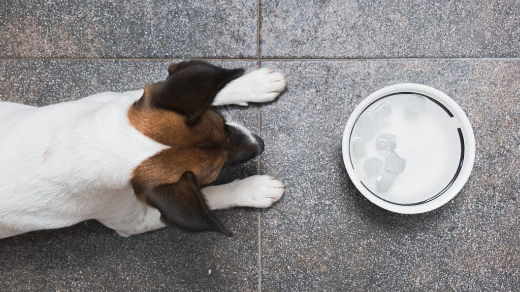A fox terrier puppy in front of a water bowl with ice cubes