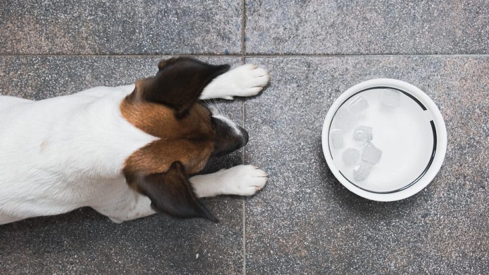 A fox terrier puppy in front of a water bowl with ice cubes