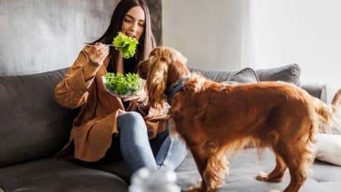 Dog begs for lettuce from person eating a salad