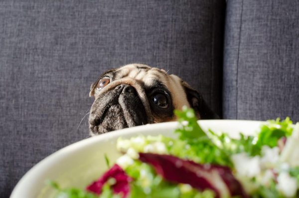 Pug looking at plate of salad