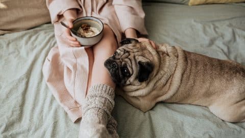 Person eating oatmeal while petting dog