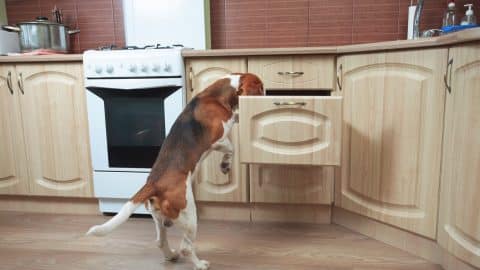 Beagle looking inside drawer in kitchen