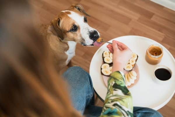 Person gives dog peanut butter from spoon