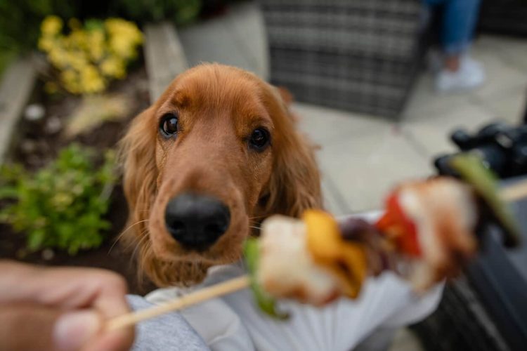Dog begs for skewer of meat and vegetables